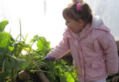Pulling turnips at the allotment