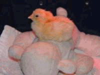 chick with an identity c=problem