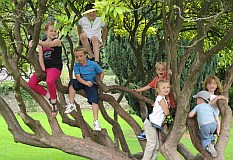 older children in a tree at Margam Park